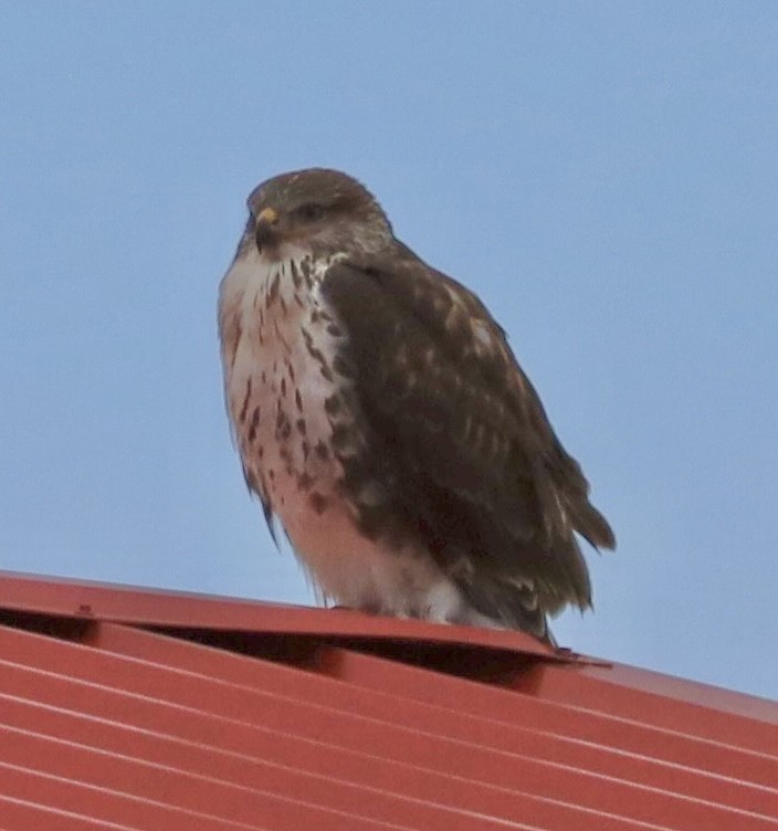 Busardo Herrumbroso - ML646255068