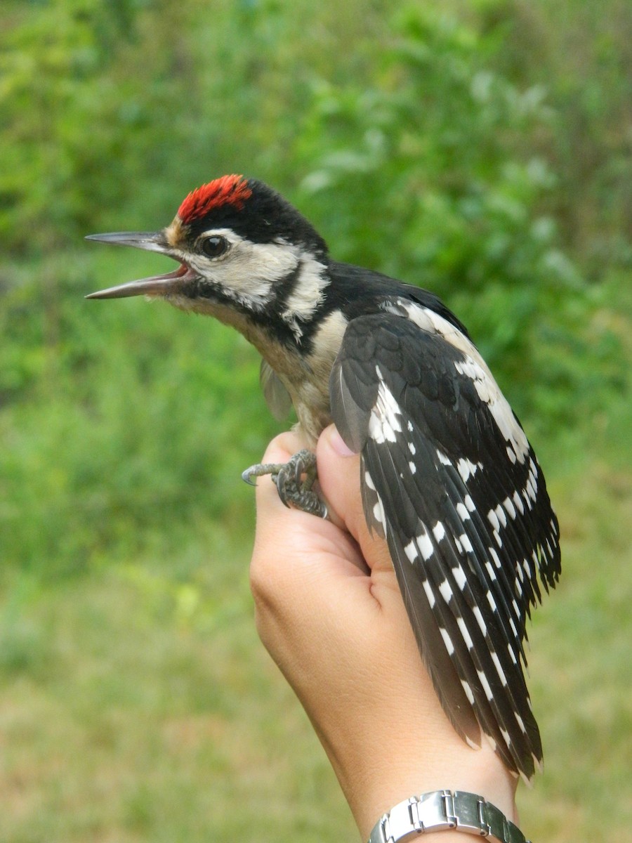 Pico Picapinos - ML646255070