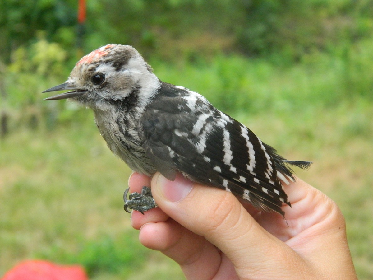 Pico Menor - ML646255071