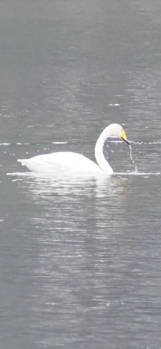 Whooper Swan - ML646255072