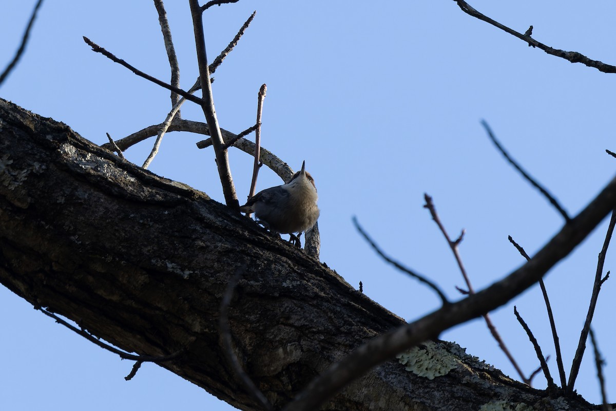 Trepador Cabecipardo - ML646255073