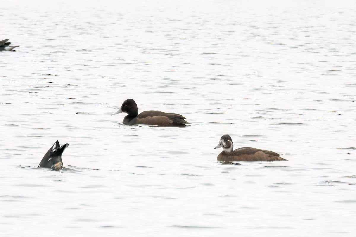 Pato Morado - ML646255074