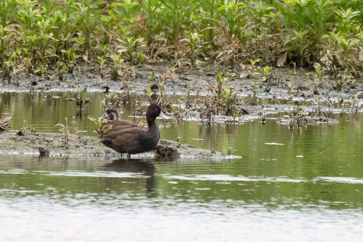 Pato Morado - ML646255075