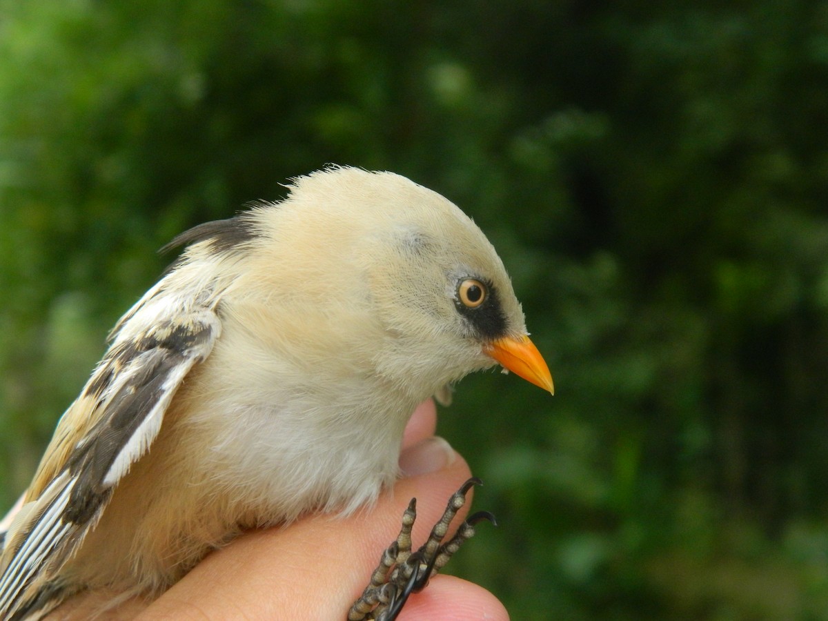 Bigotudo - ML646255077