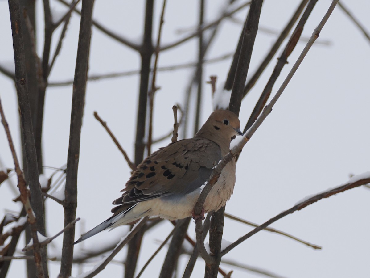 Zenaida Huilota - ML646255078