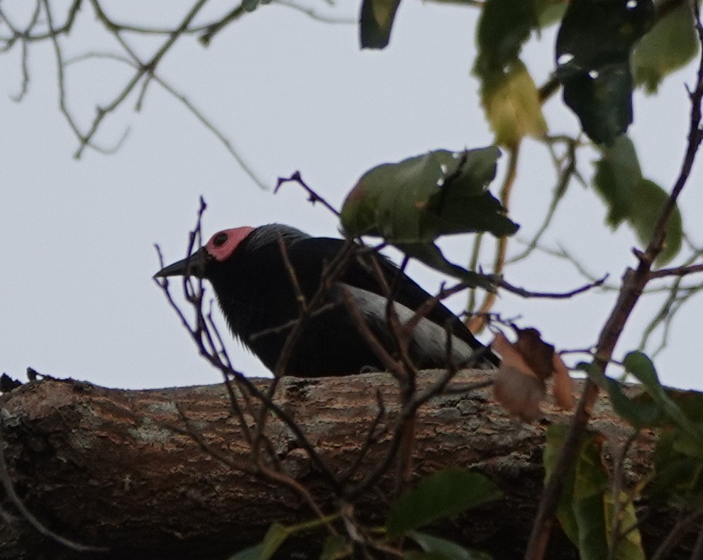 Miná Coleto - ML646255079