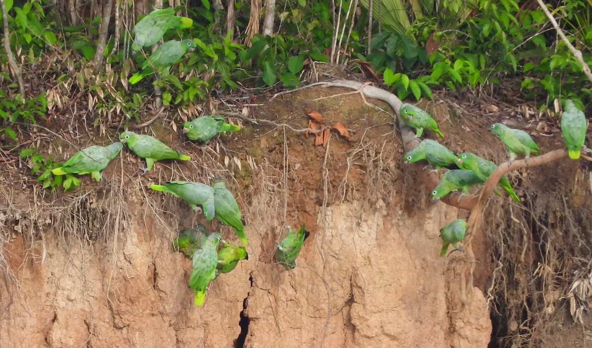 Amazona Harinosa - ML646255080