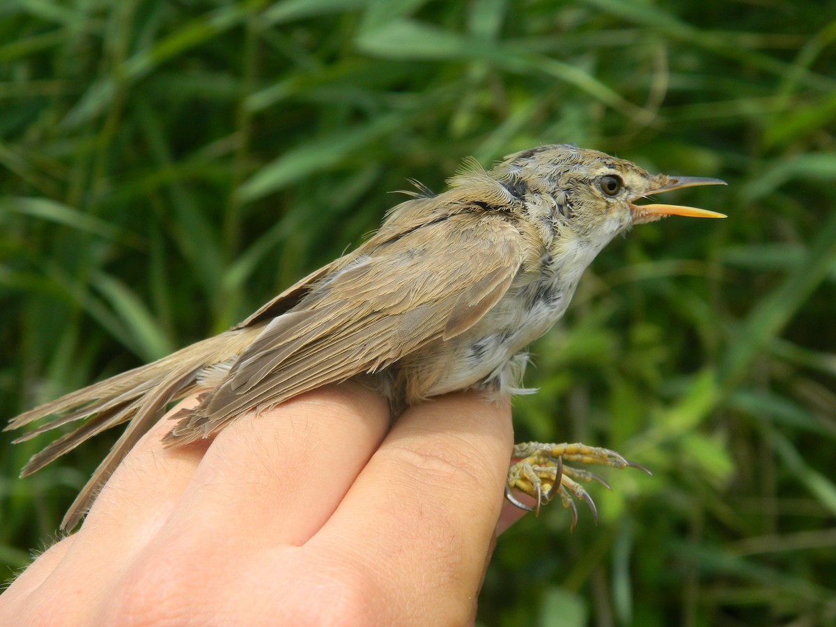 Carricero Común - ML646255081
