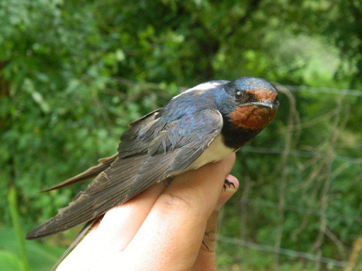 Golondrina Común - ML646255082