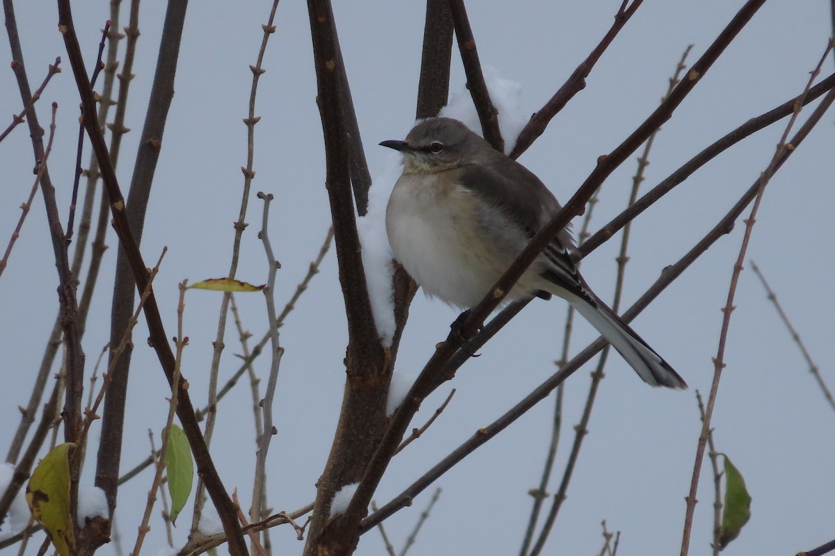 Sinsonte Norteño - ML646255083