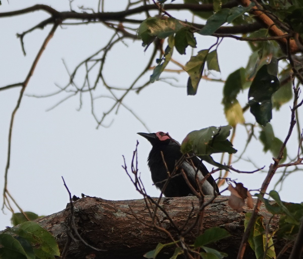 Miná Coleto - ML646255084