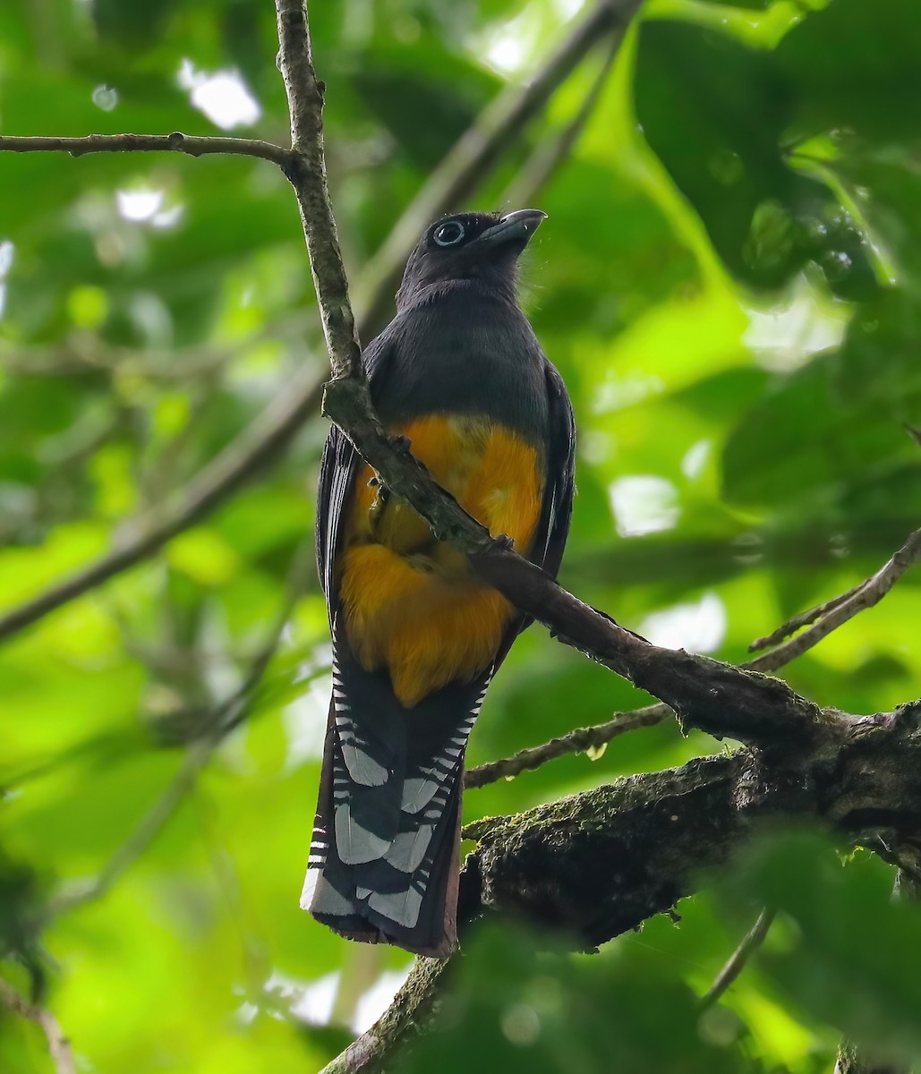 Trogón Dorsiverde - ML646255085