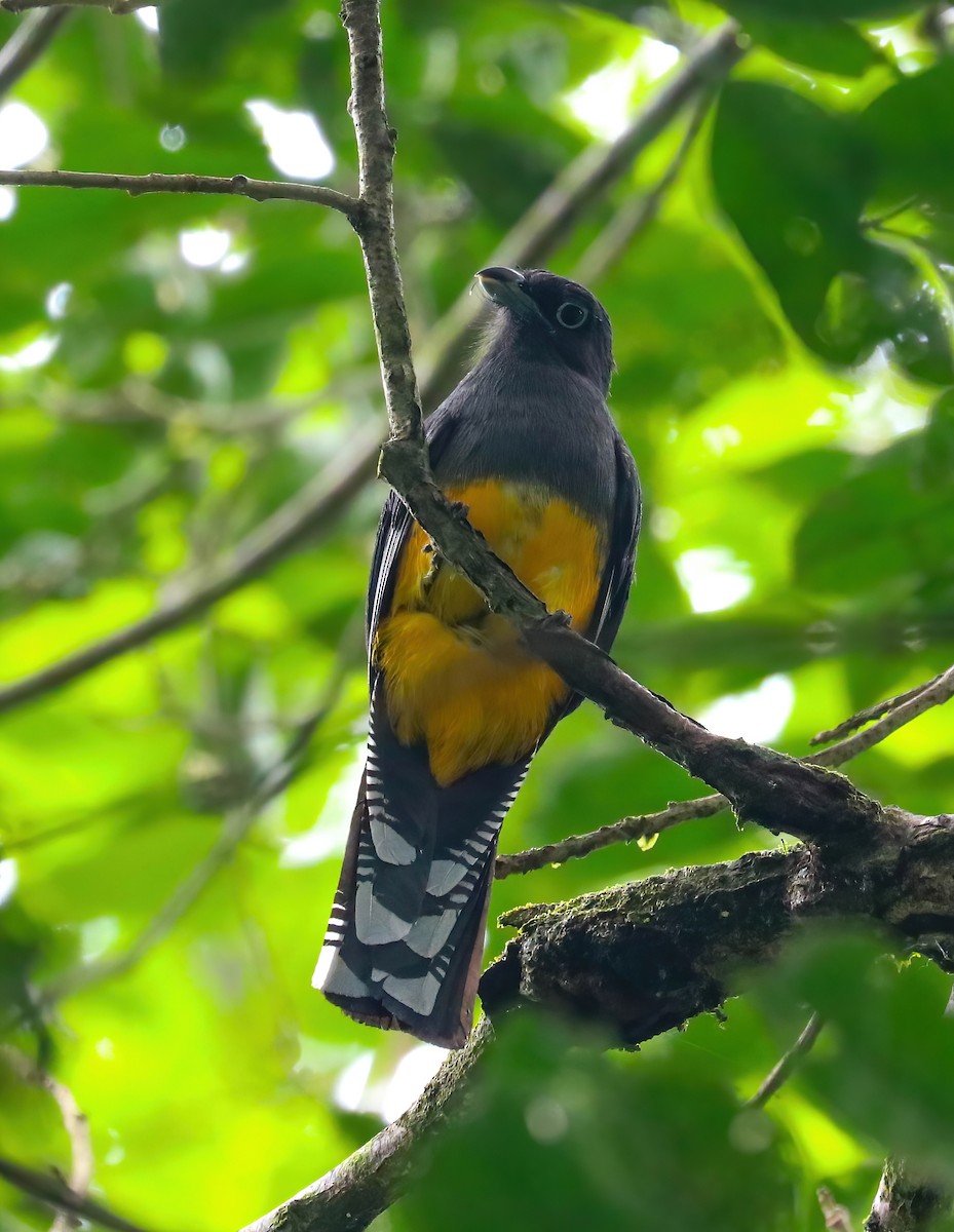 Trogón Dorsiverde - ML646255086