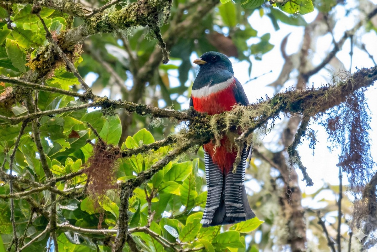 Trogón Acollarado - ML646255087