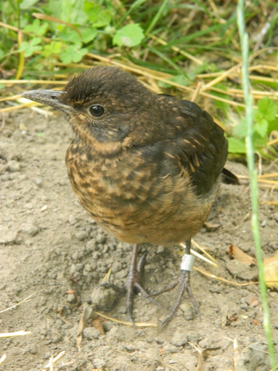 Mirlo Común - ML646255089