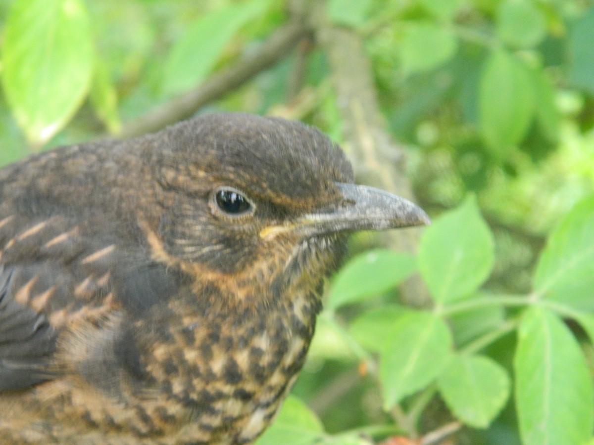 Mirlo Común - ML646255090