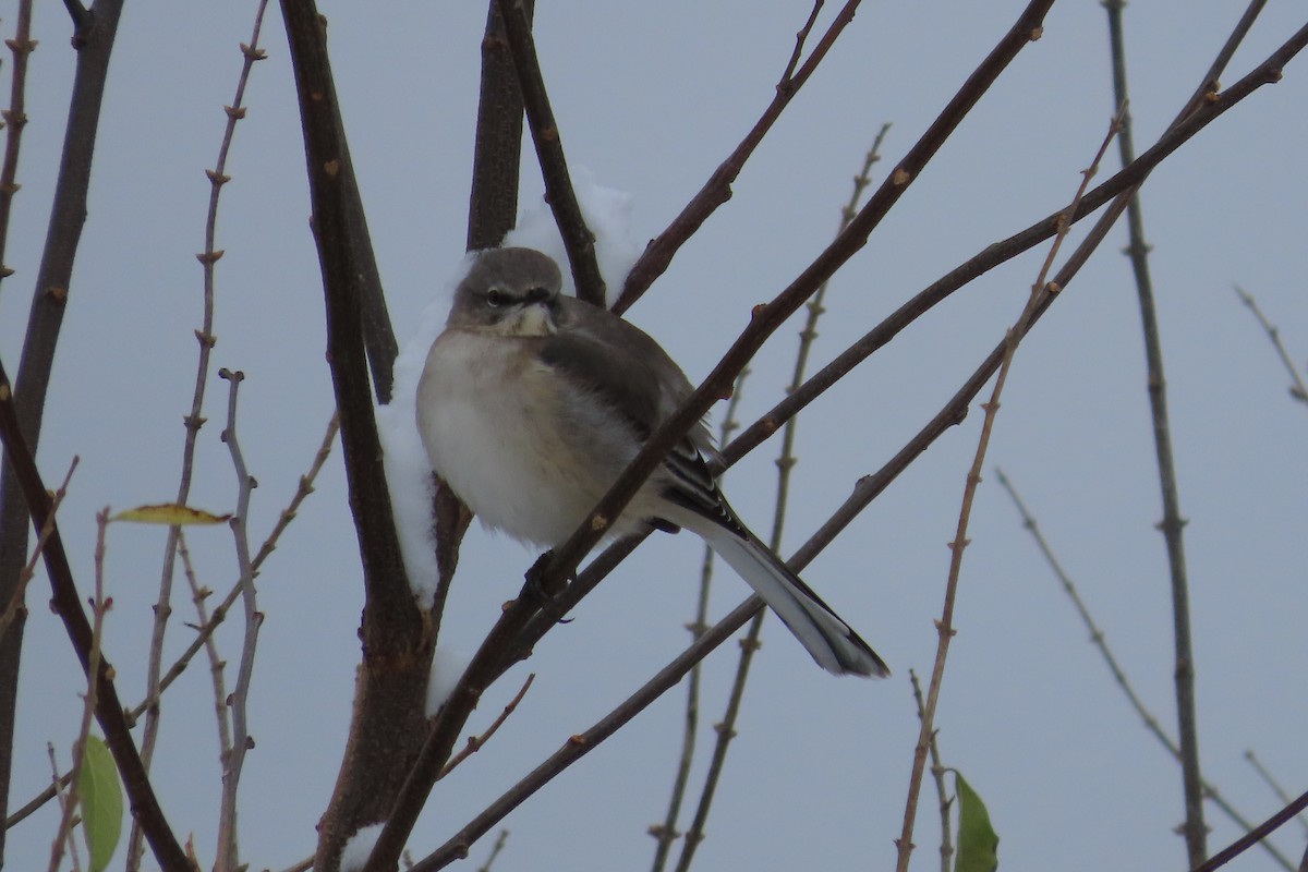 Sinsonte Norteño - ML646255091