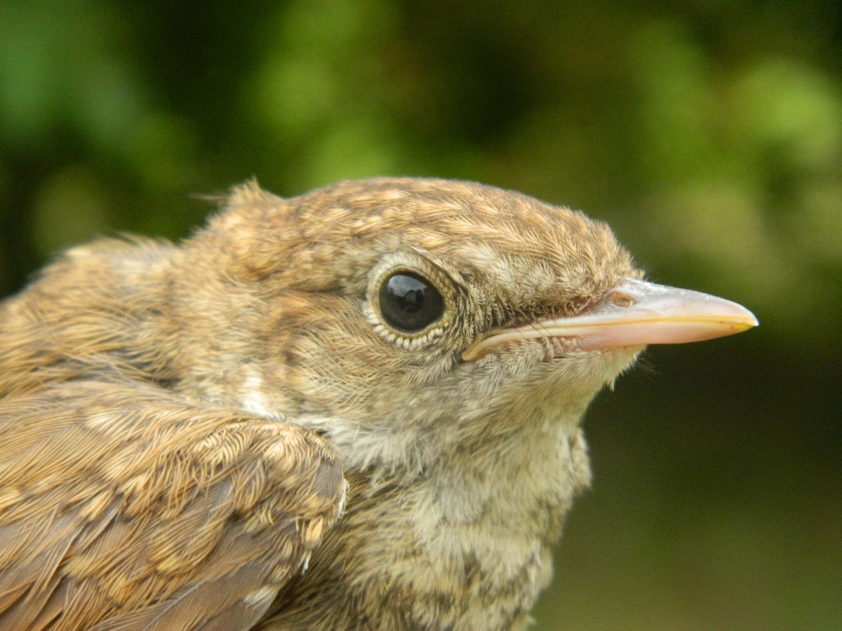Ruiseñor Común - ML646255092