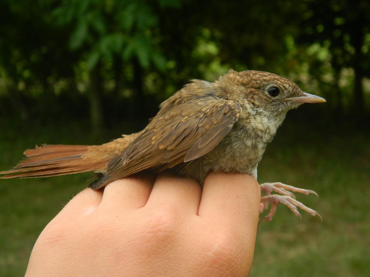 Ruiseñor Común - ML646255093