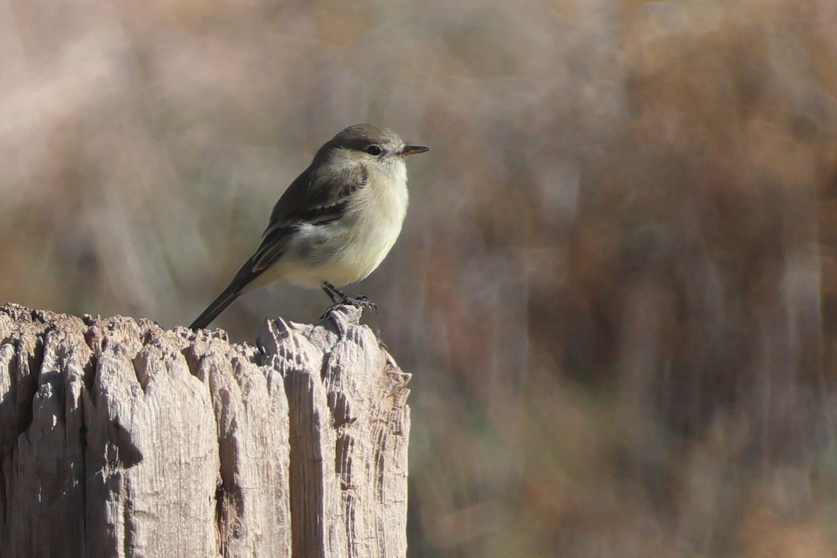 Mosquero Gris - ML646255096