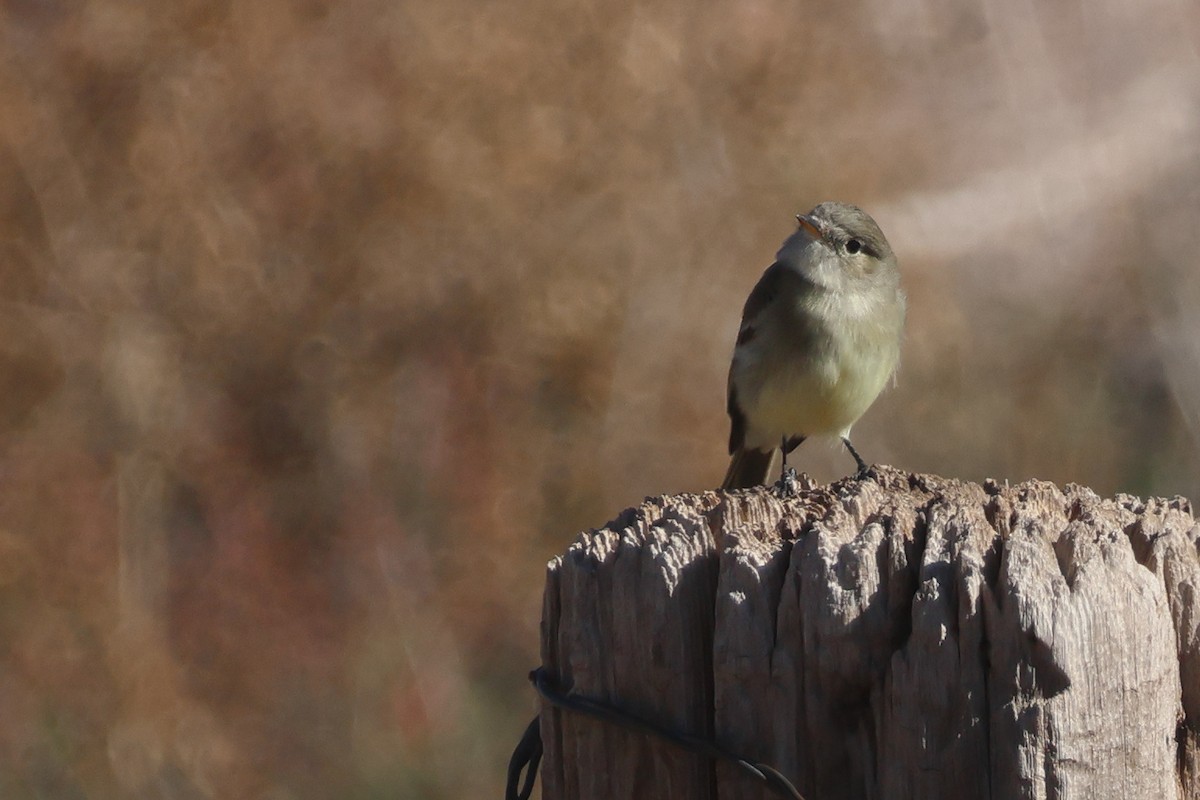 Mosquero Gris - ML646255097