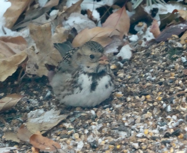 Harris's Sparrow - ML646255101