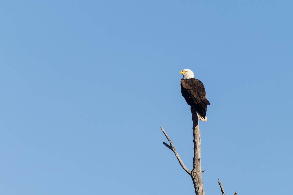 Pigargo Americano - ML646255104