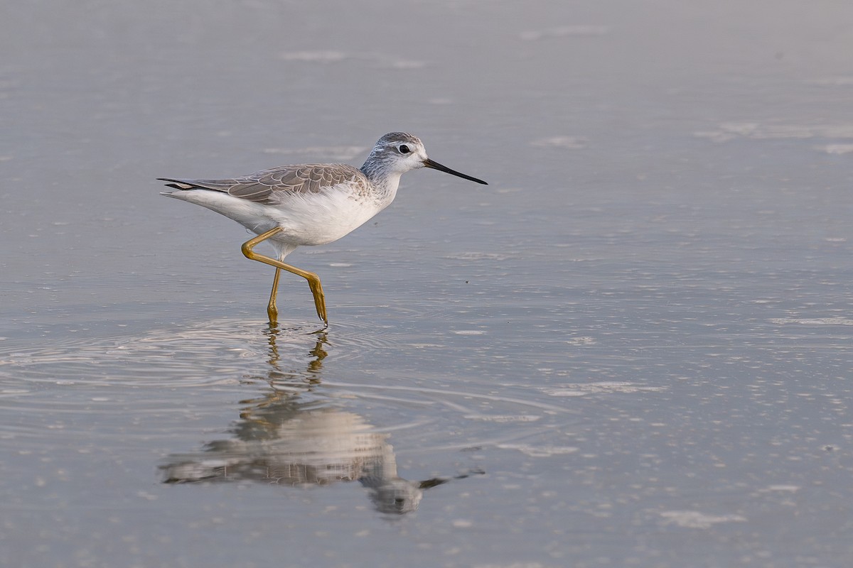 Marsh Sandpiper - ML646255105