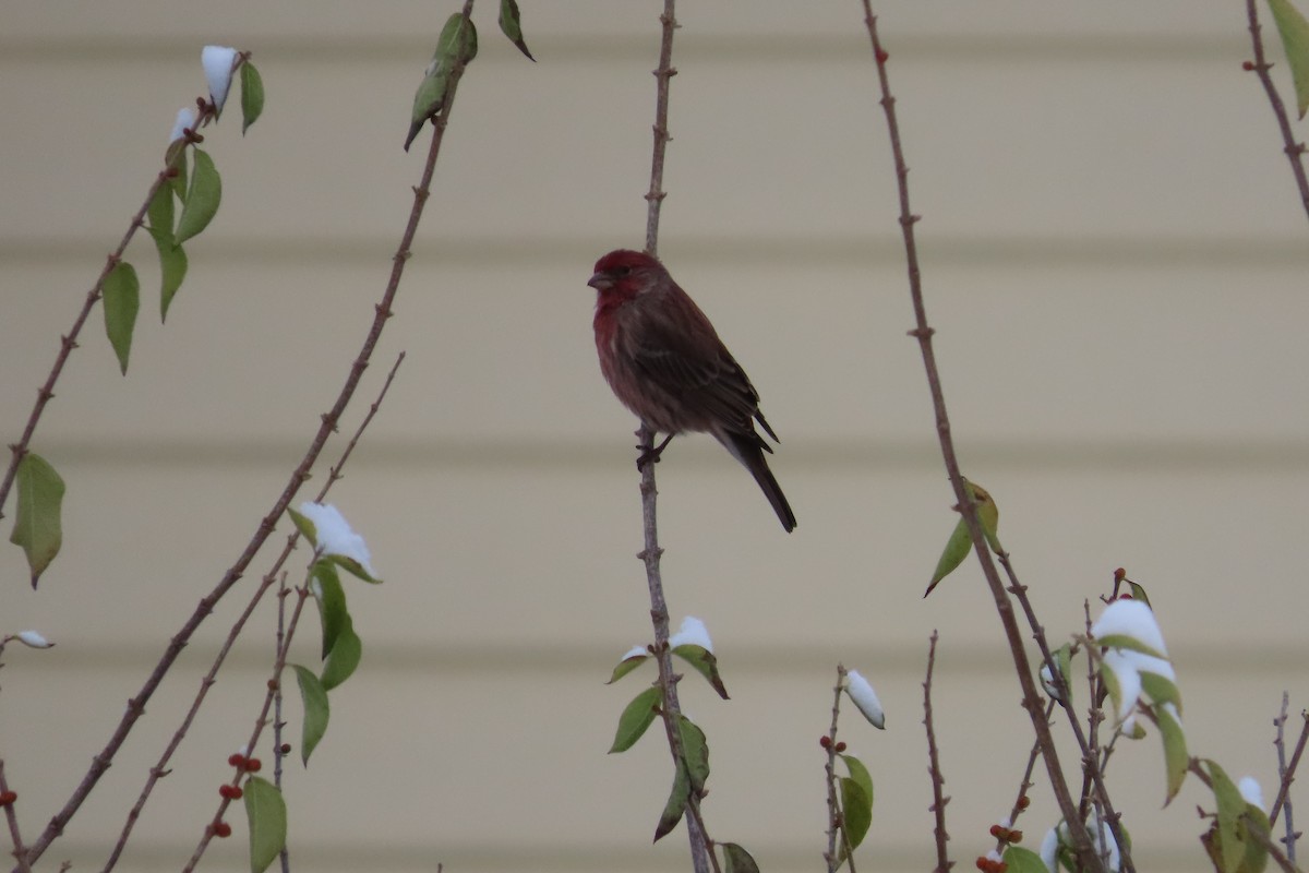 House Finch - ML646255106