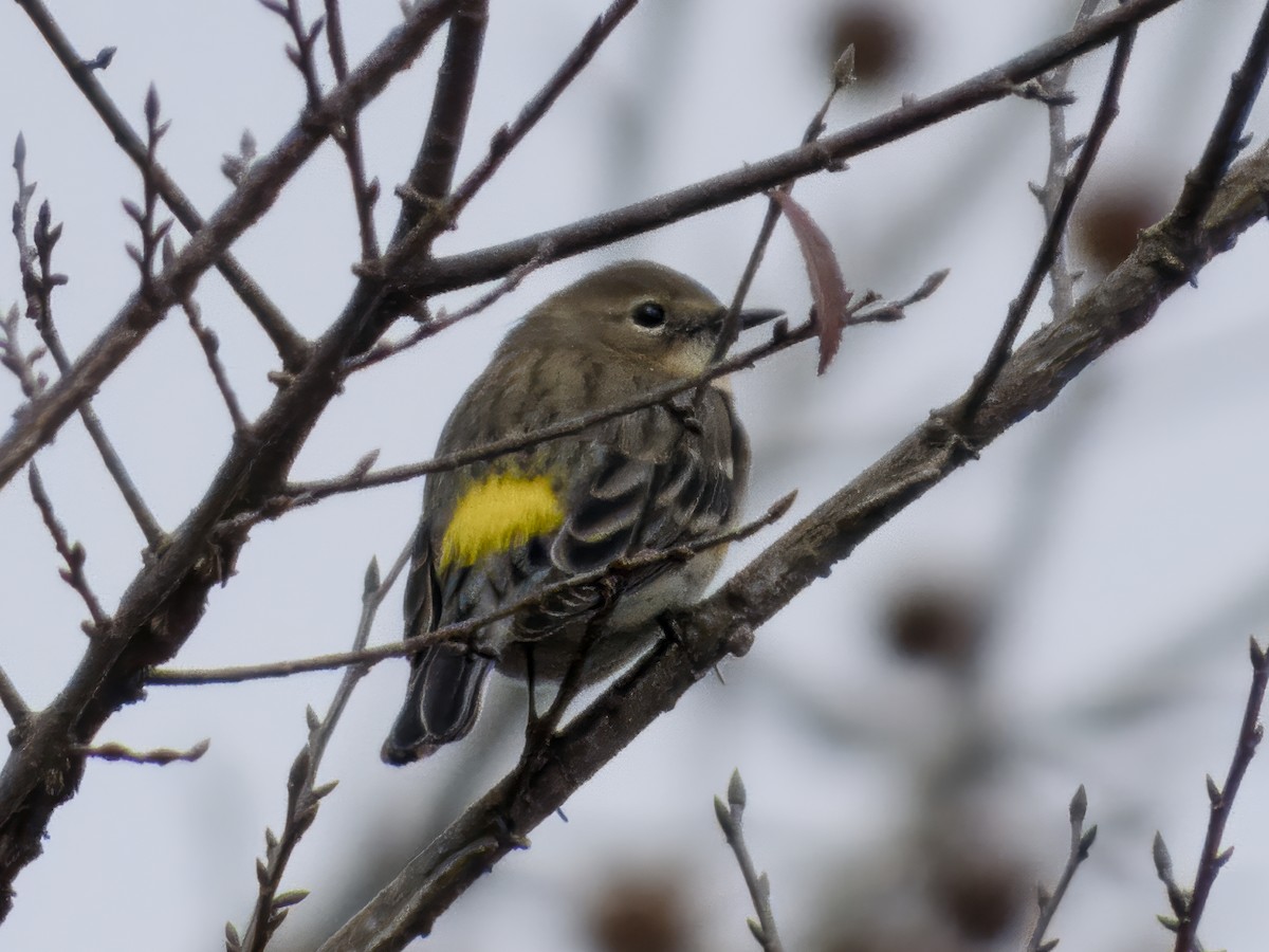 Yellow-rumped Warbler - ML646255109