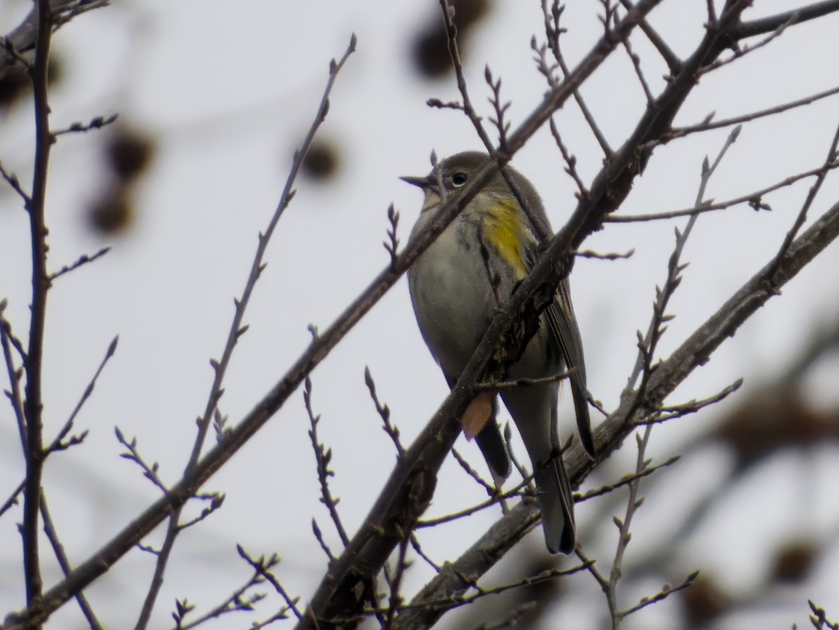 Yellow-rumped Warbler - ML646255110