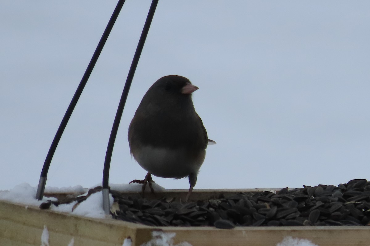 Dark-eyed Junco (Slate-colored) - ML646255119