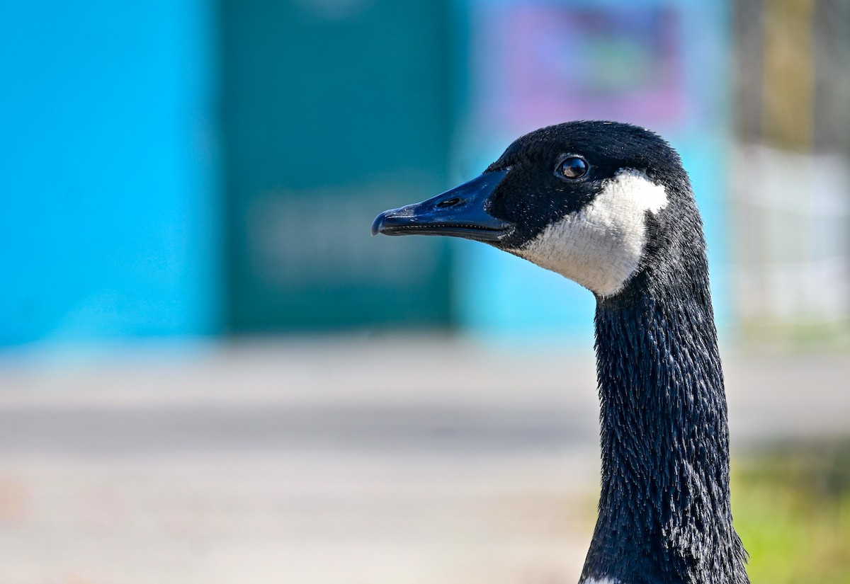 Canada Goose - ML646255144