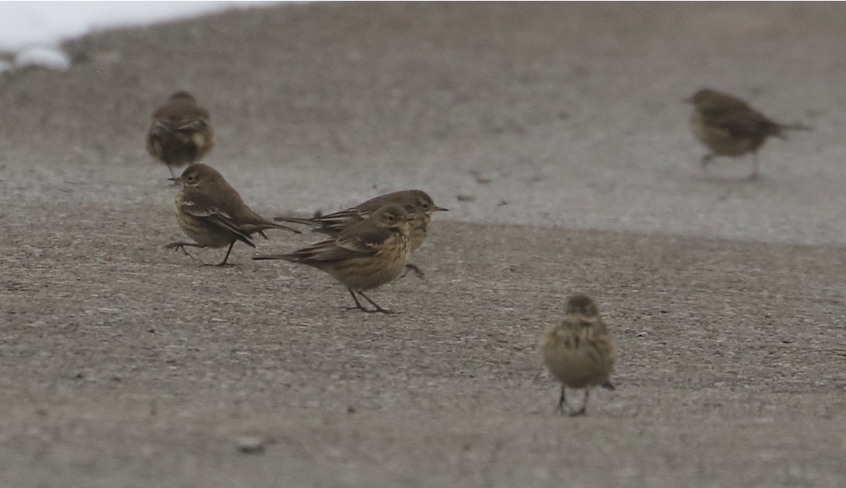 American Pipit - ML646255145