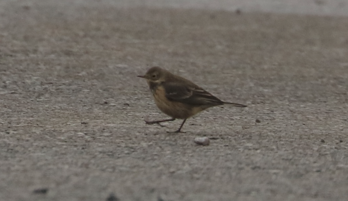 American Pipit - ML646255146