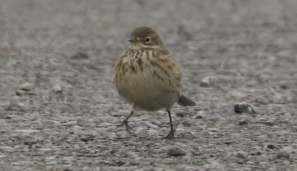 American Pipit - ML646255147