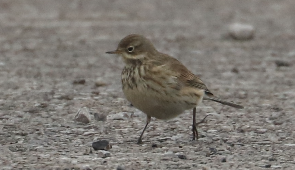 American Pipit - ML646255148