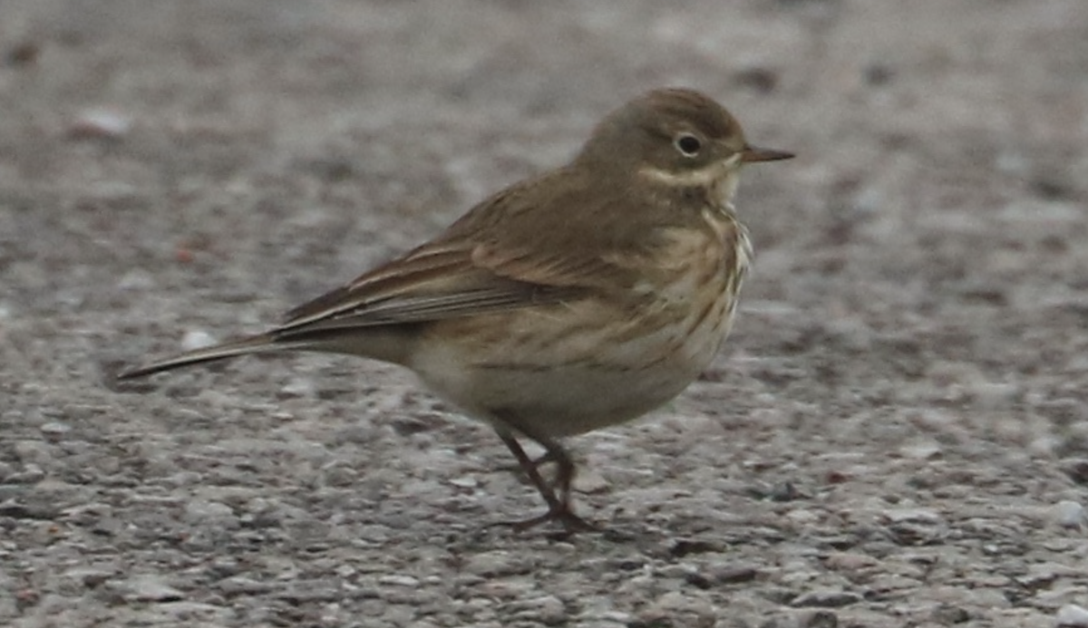 American Pipit - ML646255149