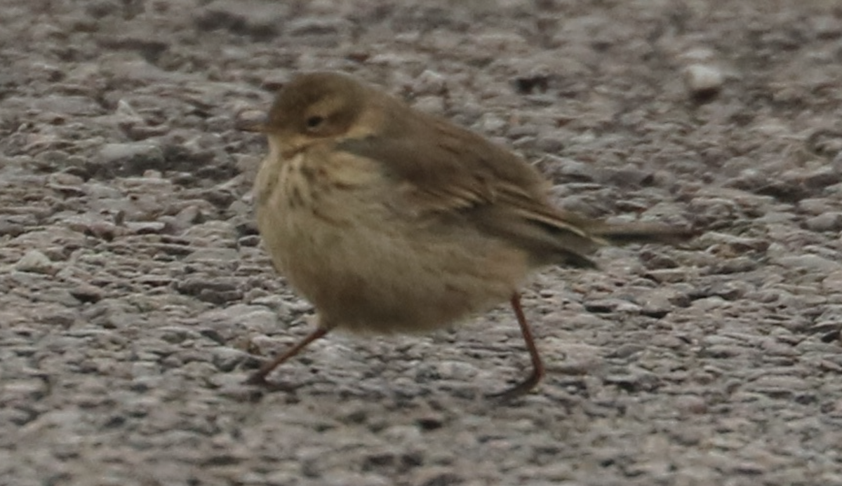 American Pipit - ML646255150