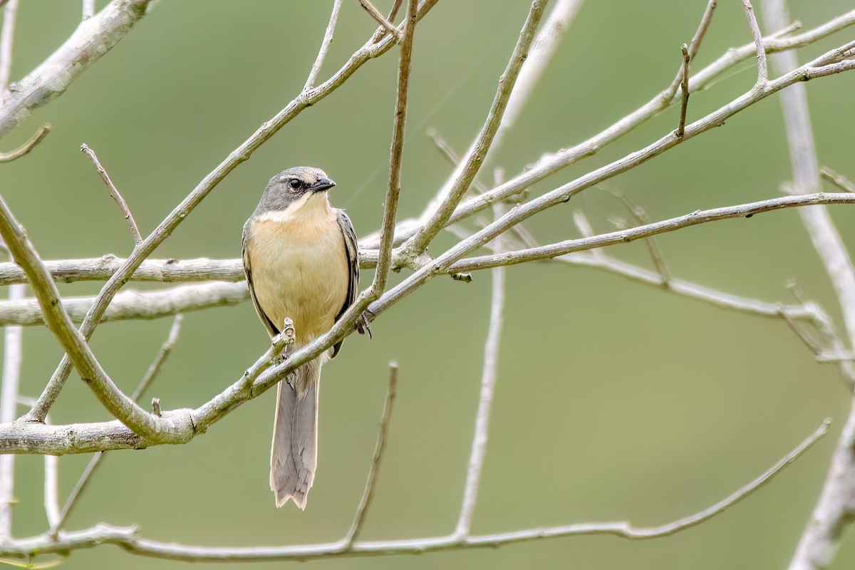 Long-tailed Reed Finch - ML646255151