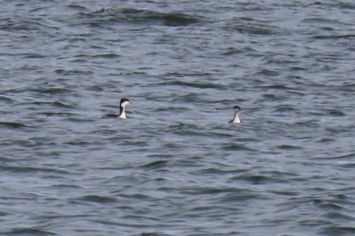 Horned Grebe - ML646255152