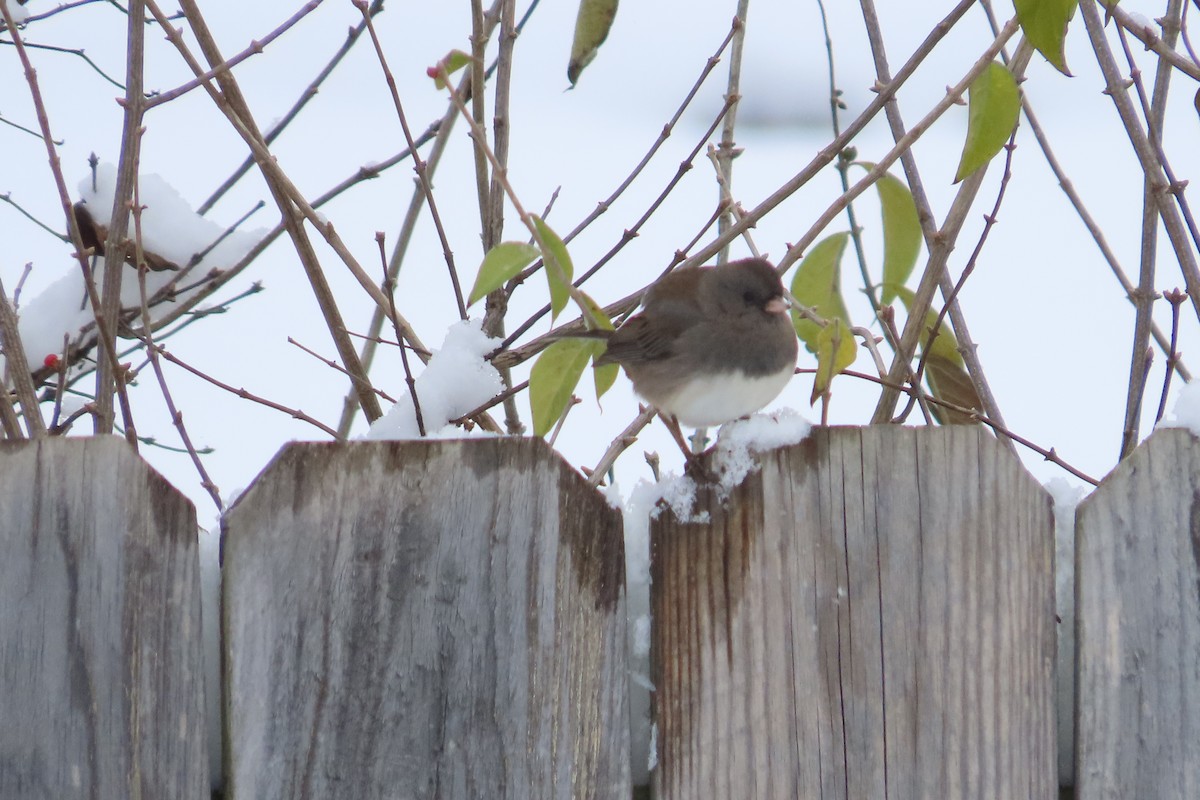 Dark-eyed Junco (Slate-colored) - ML646255154