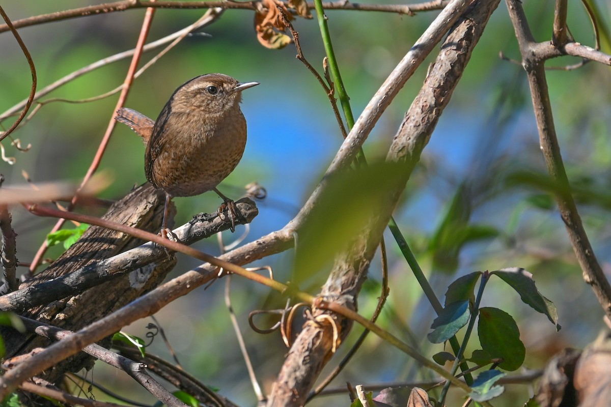 Winter Wren - ML646255155