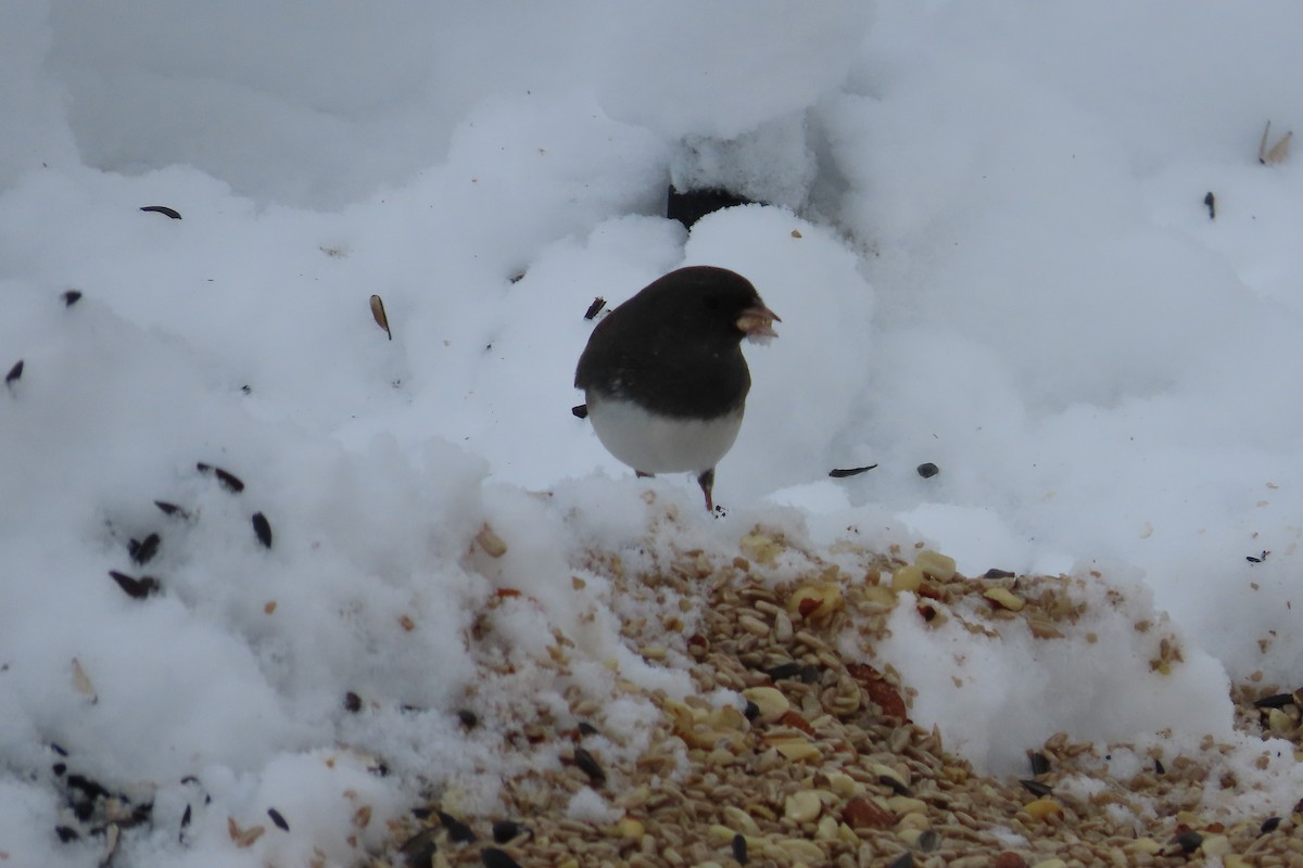 Dark-eyed Junco (Slate-colored) - ML646255158
