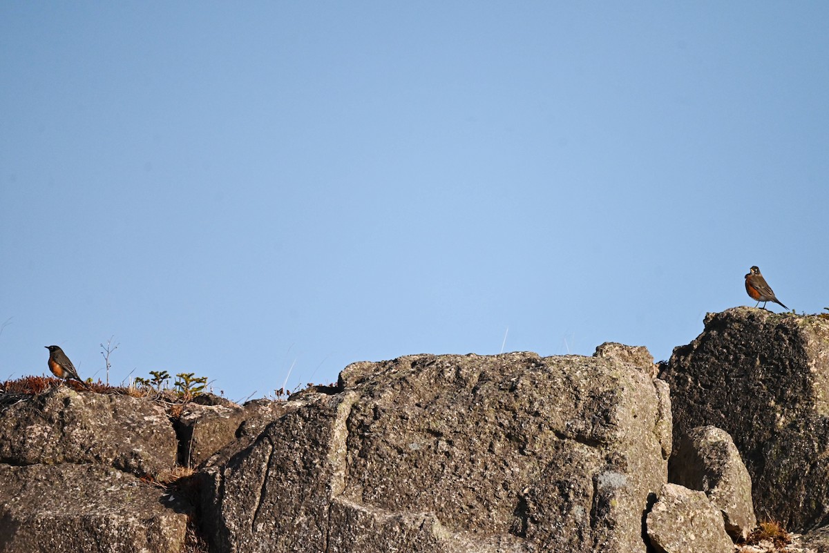 American Robin - ML646255160
