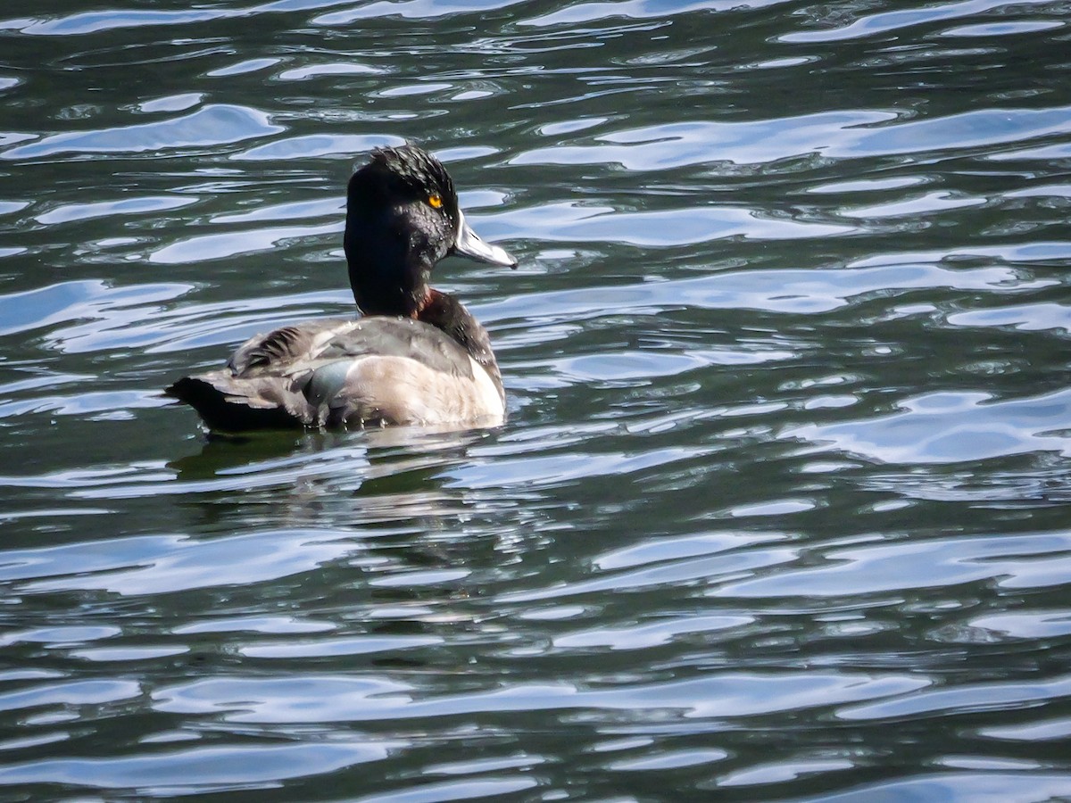 Ring-necked Duck - ML646255161