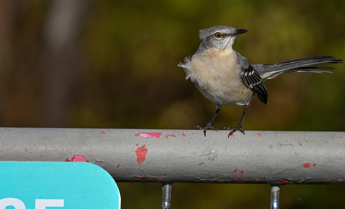 Northern Mockingbird - ML646255162