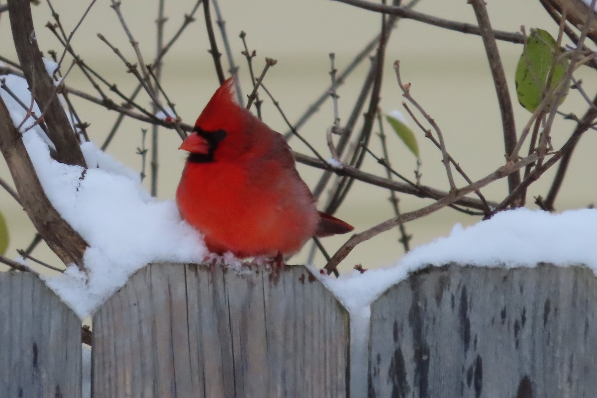 Northern Cardinal - ML646255166