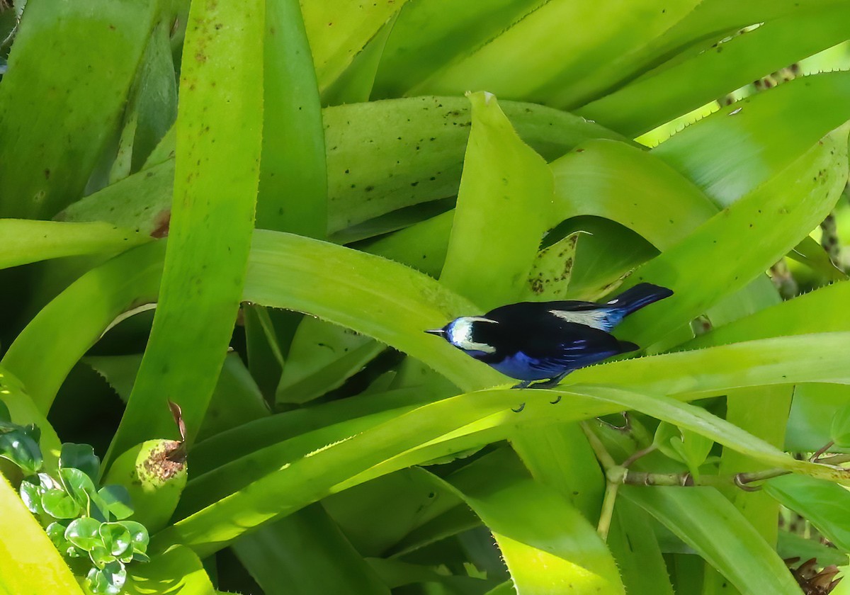 Opal-crowned Tanager - ML646255167