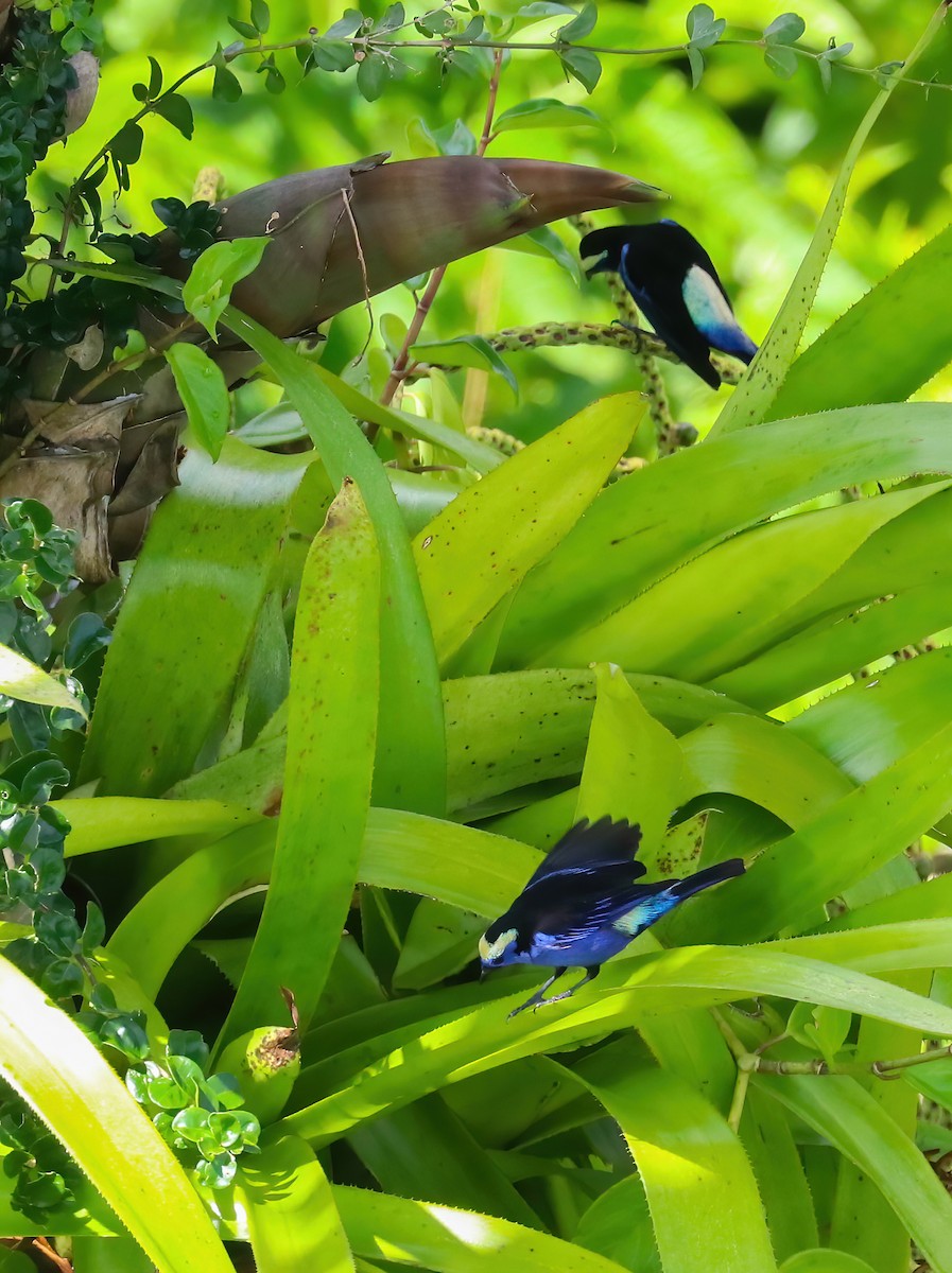 Opal-crowned Tanager - ML646255168